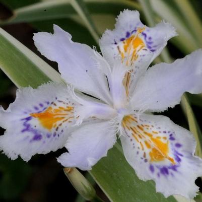 Iris japonica Aphrodite