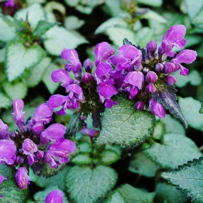 Lamium maculatum Lami™ Dark Purple