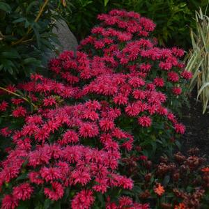 Monarda didyma Sugar Buzz® Cherry Pops