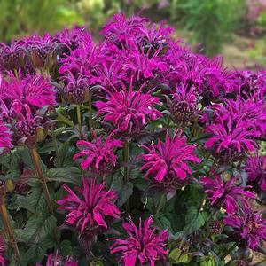 Monarda didyma Sugar Buzz® Rockin' Raspberry
