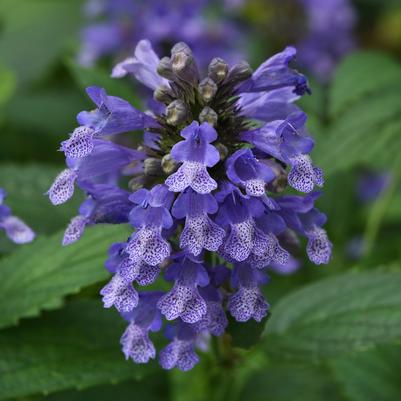 Nepeta subsessilis Prelude™ Blue
