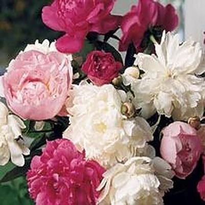Paeonia lactiflora Assorted
