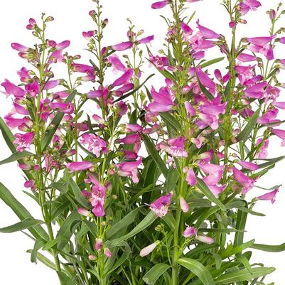 Penstemon barbatus Pristine Princess Pink