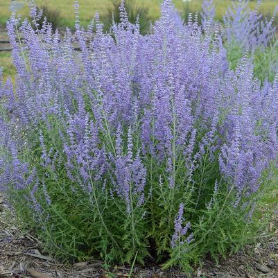 Perovskia atriplicifolia Jelena