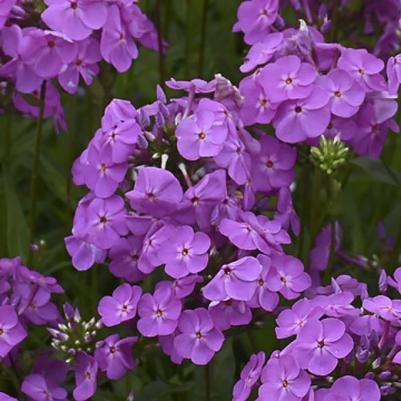 Phlox Magenta Pearl