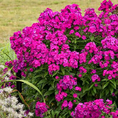 Phlox paniculata Ultraviolet