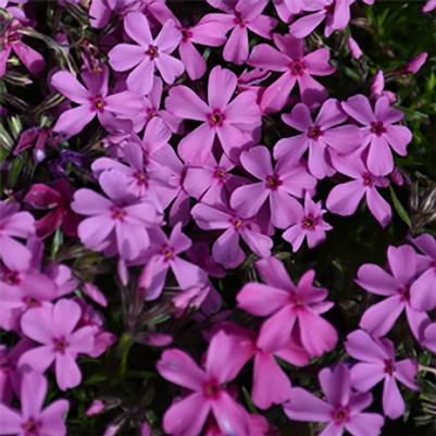 Phlox subulata Spring Dark Pink