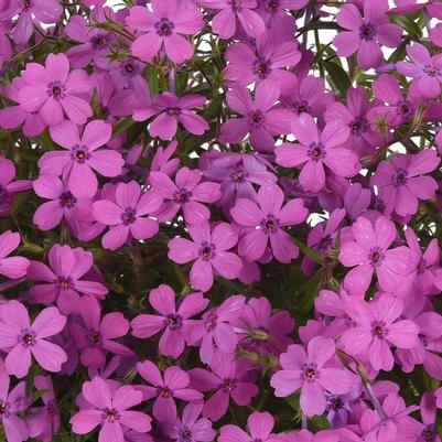 Phlox subulata Spring Splash Violet