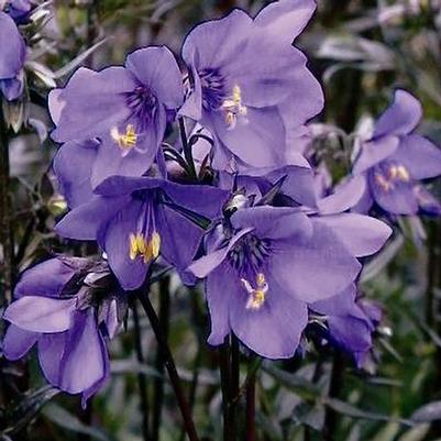 Polemonium caeruleum Bressingham Purple