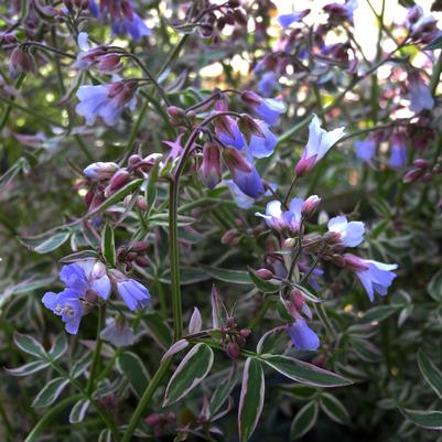 Polemonium caeruleum Touch Of Class