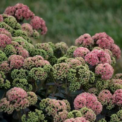 Sedum Rock 'N Grow® Coraljade