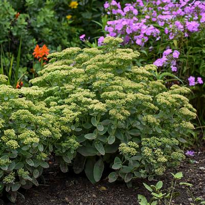 Sedum Rock 'N Grow® Lemonjade