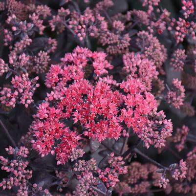 Sedum Rock 'N Grow® Midnight Velvet