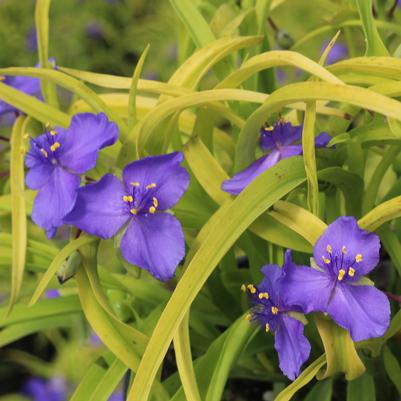 Tradescantia andersoniana Sweet Kate