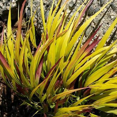 Hakonechloa macra Sunflare™