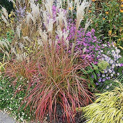 Miscanthus sinensis Little Miss