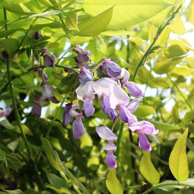 Wisteria brachybotrys Okayama