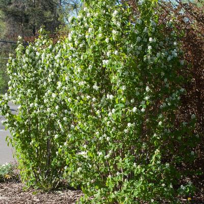 Amelanchier alnifolia Standing Ovation™
