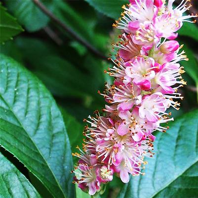 Clethra alnifolia Pink Spires