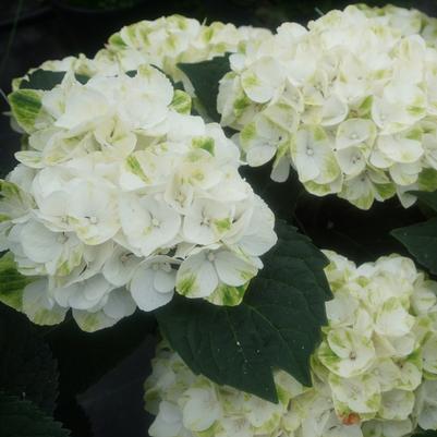 Hydrangea macrophylla Magical® Verdigris
