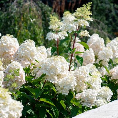 Hydrangea paniculata Bouncy