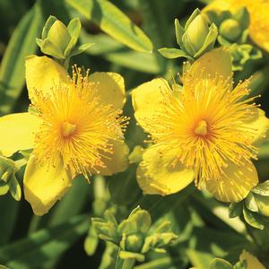 Hypericum kalmianum 