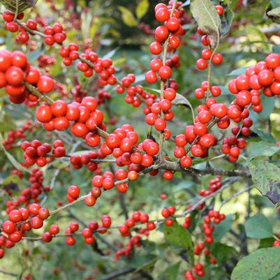 Ilex verticillata 
