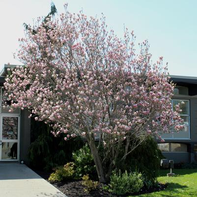 Magnolia Rustica Rubra