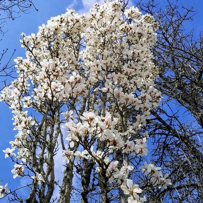 Magnolia cylindrica Marilyn's Choice