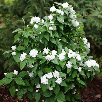Philadelphus coronarius Illuminati Spice™