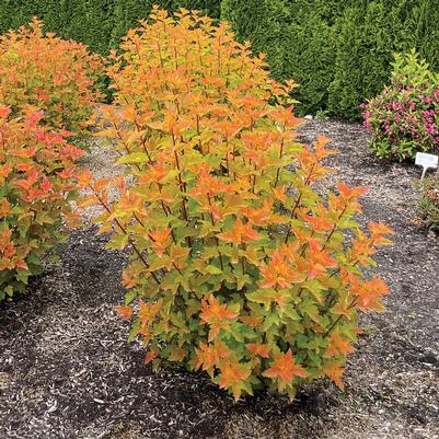 Physocarpus opulifolius Savannah Sunset