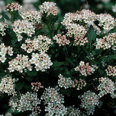 Physocarpus opulifolius Nanus