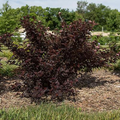 Physocarpus opulifolius Fireside®