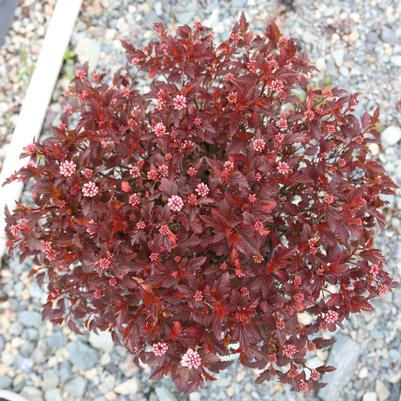 Physocarpus opulifolius Calico Kitty™