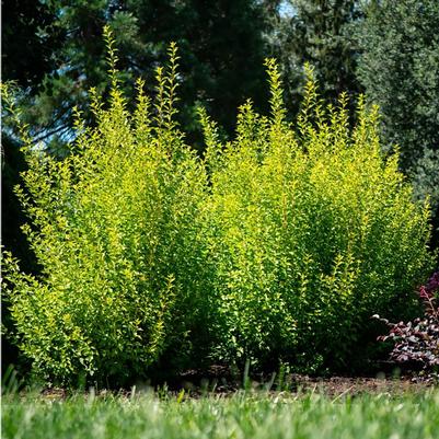 Physocarpus opulifolius Cougar Cub™