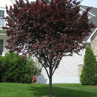 Prunus x cistena - Standard 