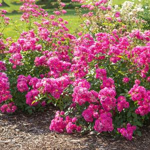 Rosa Pretty Polly® Pink