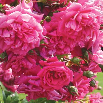 Rosa Arborose® Laguna™