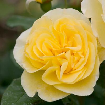 Rosa Easy Elegance® High Voltage
