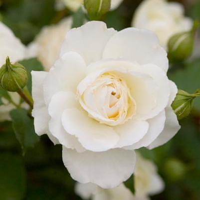 Rosa Easy Elegance® Snowdrift
