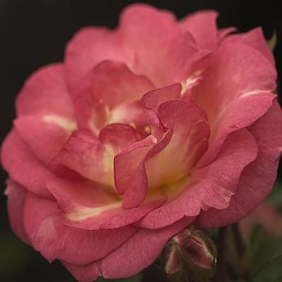 Rosa Easy Elegance® Sunrise Sunset