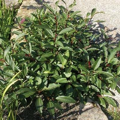 Salix bebbiana 
