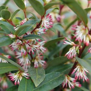 Sarcococca hookeriana Sweet & Lo™