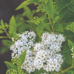 Spiraea japonica Empire® Yeti™