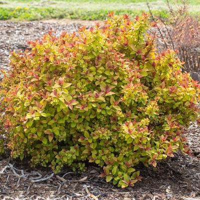 Spiraea japonica Empire® Northern Lights™