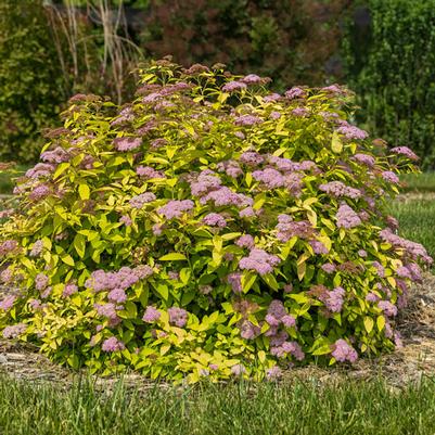 Spiraea japonica Little Spark®
