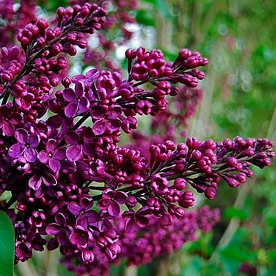 Syringa vulgaris Agincourt