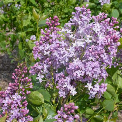 Syringa vulgaris New Age™ Lavender