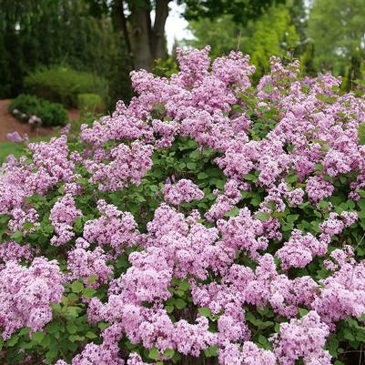 Syringa Bloomerang® Purpink