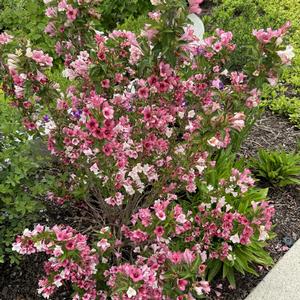 Weigela florida Czechmark Trilogy®